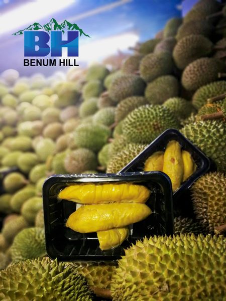 Frozen Durian Pulp from 말레이시아 supplied by Benum Hill Fruits Sdn Bhd - Yellow 신선 두리안