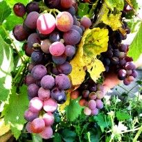 Grapes from 이스라엘 supplied by Ben Tzi Farm - Whole 신선 포도