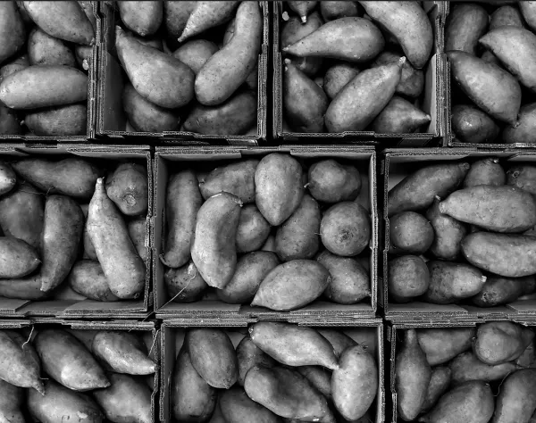 Sweet Potatoes from 미국 supplied by Farm Fresh Produce - Brown Skin 고구마
