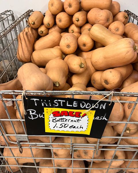 Butternut Pumkin from United States supplied by THISTLEDOWN FARMS - Green Fresh Common Pumpkin