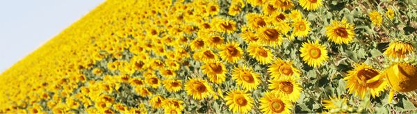 Sunflower Oil from 튀르키예 supplied by Gitas Gida - Extra Light 정제 해바라기유