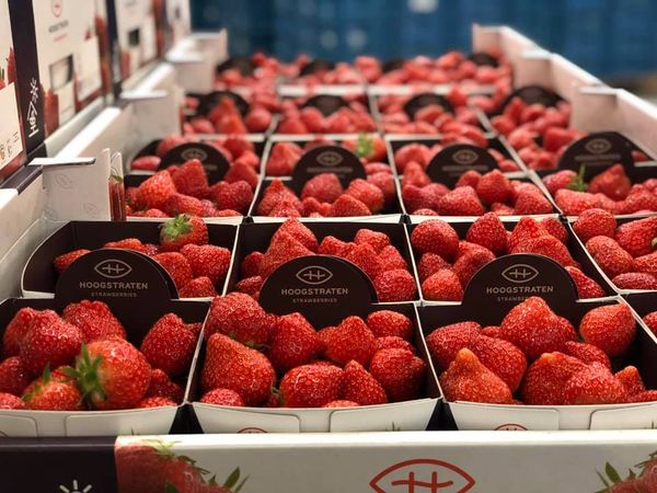Strawberry from Belgium supplied by CALSA NV - Carton Box (=Cardboard Box) Fresh Strawberry