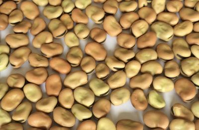 Faba Bean from 영국 supplied by Peters Commodities Ltd - Yellow 말린 일반 콩