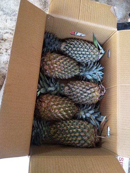 Pineapple from 인도 supplied by MNG Overseas - High Quality 신선 파인애플