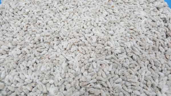 Cottonseed from 브라질 supplied by KIGRÃOS AGROMODAL LTDA - Cottonseed