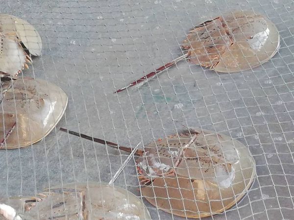 Horseshoe Crabs from 말레이시아 supplied by KS Marine Resources Sdn Bhd - Whole 기타 수산물 가공품
