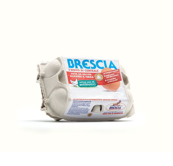 Free-range eggs without antibiotics from Italy supplied by Centrale latte brescia - Tray Chicken Egg