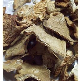 Dried Oyster Mushroom from 미국 supplied by Oregon Mushrooms - Dried 느타리버섯