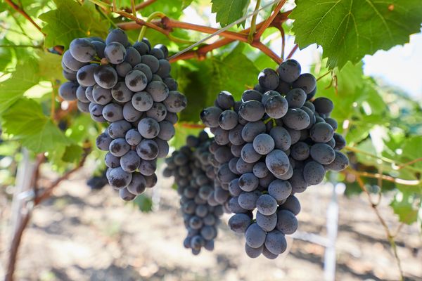 Fresh Grape from Moldova supplied by Mialex-Nord SRL - Dark Color Fresh Grape