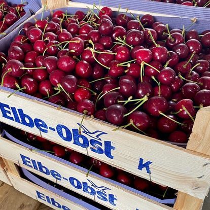 Cherry from 독일 supplied by Elbe-Obst Vertriebsgesellschaft mbH - Red 신선 체리