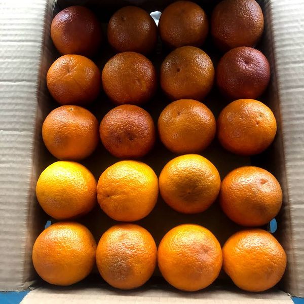 Kinnow Mandarin from 파키스탄 supplied by Fruiti Fresh Pvt Ltd. - Kinnow 신선 만다린