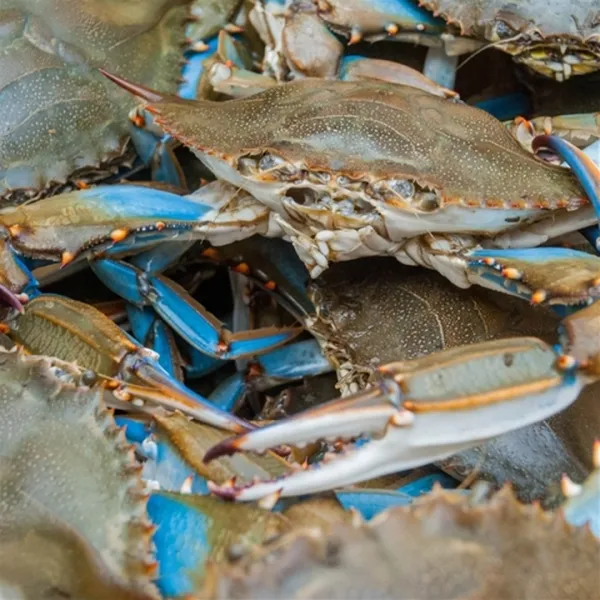 Crab from 미국 supplied by Bayou Treasures, LLC - Meat 냉동 게