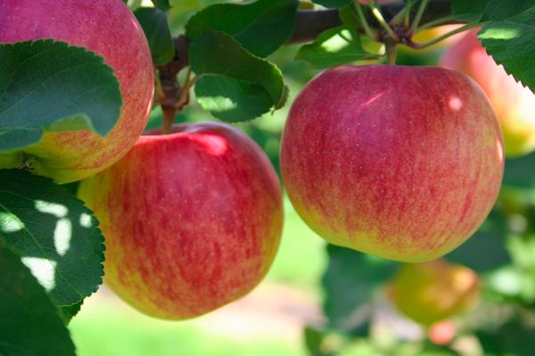 Fresh Apple from Canada supplied by The Verger & Cultures Duhaime - Whole Fresh Apple