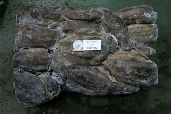 Frozen Squid from 인도네시아 supplied by CV. Sumber Laut Rejeki - Size: 3 냉동 오징어