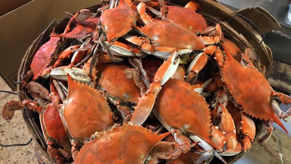 Blue crabs from United States supplied by J.M. Clayton Seafood Company - Live Fresh Crab