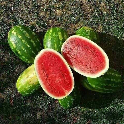Fresh Watermelon from Iran supplied by Edmanfruit - Red Flesh Fresh Watermelon
