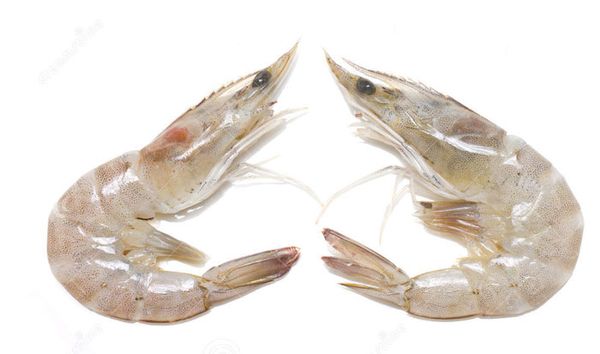 Fresh shrimps from 인도 supplied by Seafoods India - Headless 냉동 새우