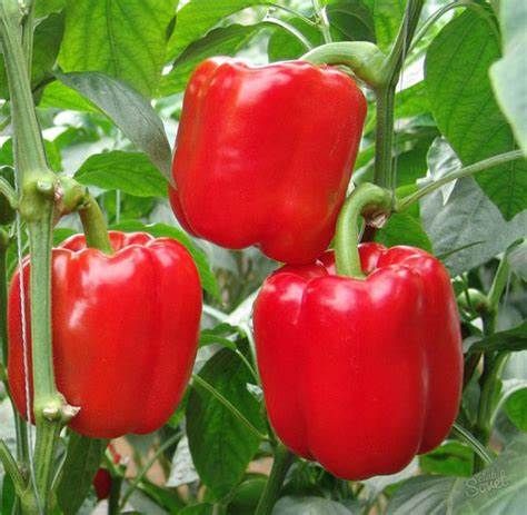 Red  Pepper from 모로코 supplied by FRESH CITRUS EXPORT - Red 신선 피망