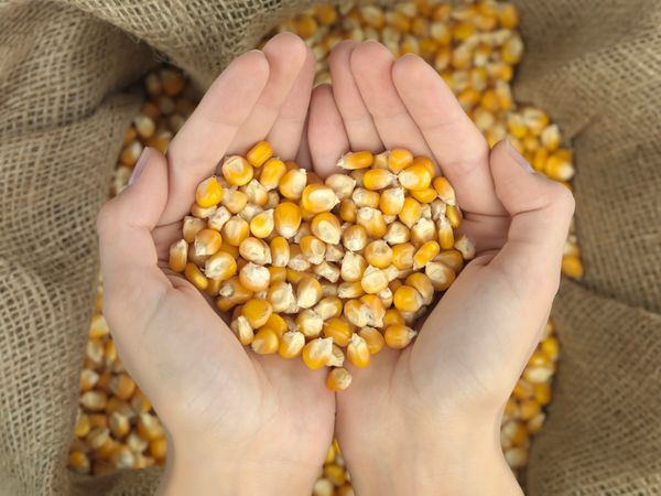 Corn from United States supplied by West Plains Company - Dried Maize (Corn)