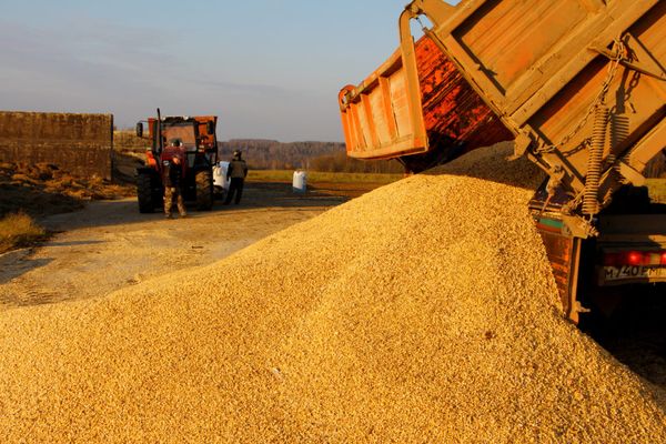 Wheat Grain from 러시아 supplied by JSC Plemzavod named after V.N. Tsvetkov - Dried 소맥