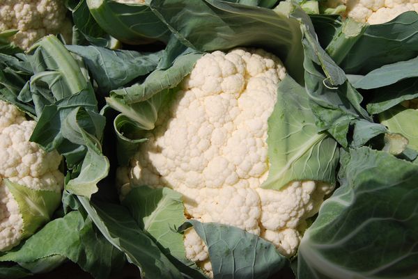 Cauliflower from 폴란드 supplied by VeggieFresh Sp.z o.o. - White Cauliflower 신선 콜리플라워