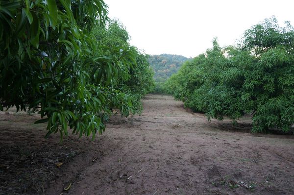 MANGO from 멕시코 supplied by ALVAREZ FARMS - Apple Mango 신선 망고