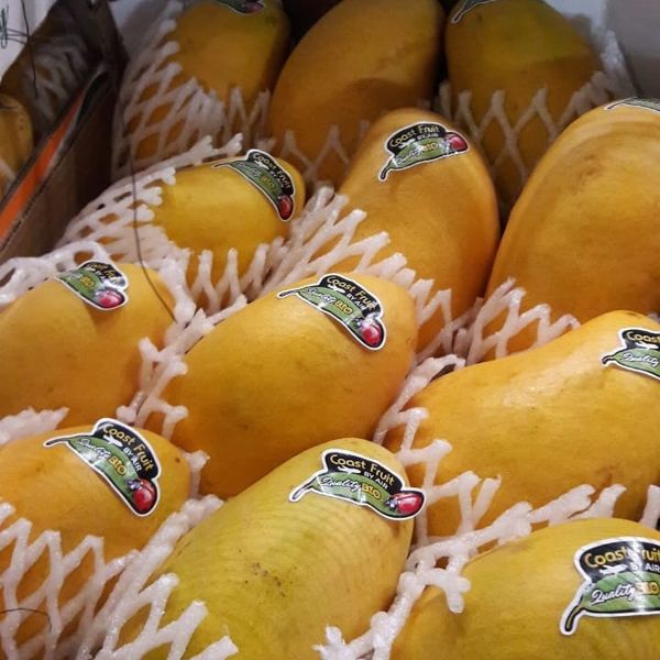 Fresh Mango from Netherlands supplied by Sukan Food - Reddish Fresh Mango