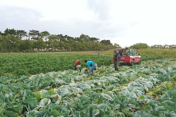 Broccoli from 남아프리카공화국 supplied by UITSIG Farm & Cottages - Green 신선 브로콜리 꽃