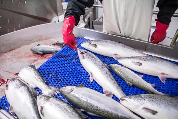 Fresh Trout from 노르웨이 supplied by Slakteriet AS - 껍질 있음 냉동 송어