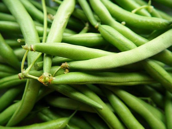 Green/French bean from 케냐 supplied by Ad-Lib Limited - Medium 줄콩