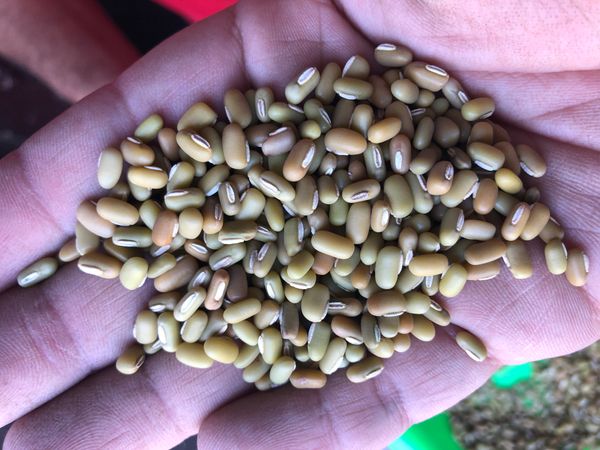 Bamboo Bean from 미얀마 [버마] supplied by Great Luck Co.,Ltd - As per customer's request 말린 일반 콩