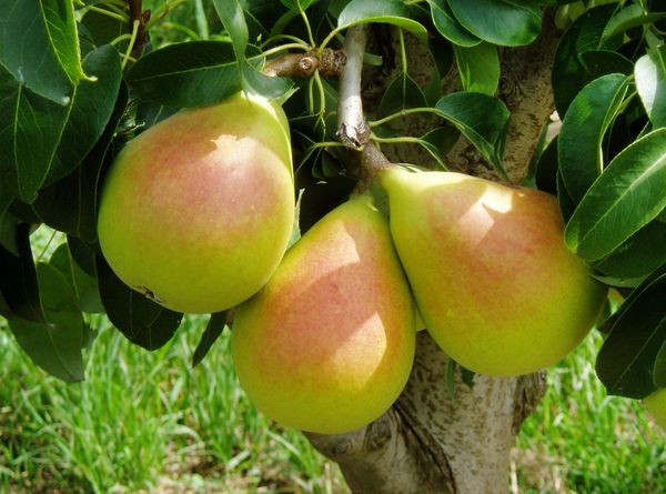 Fresh Whole Pear from Spain supplied by EXCELSIORFRUIT - Whole Fresh Pear
