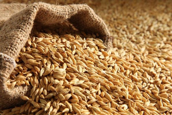 Barley from 우크라이나 supplied by "Agro Aydin" agricultural company - Yellow 보리