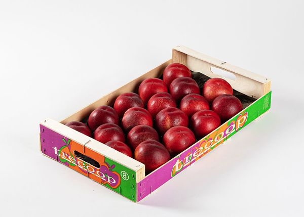 Fresh Whole Nectarine from Spain supplied by TRECOOP FRUITES S.C.C.L. - Night Bella Fresh Nectarine