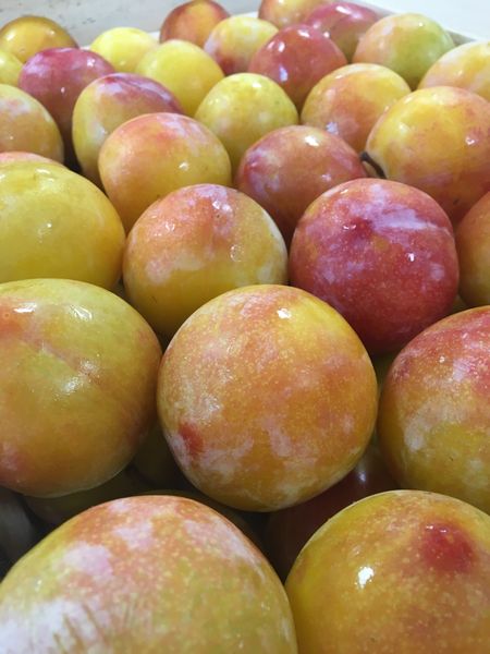 Yellow plum - TC SUN from 프랑스 supplied by Société de Distribution Cancel Fruits - Conventional 프룬