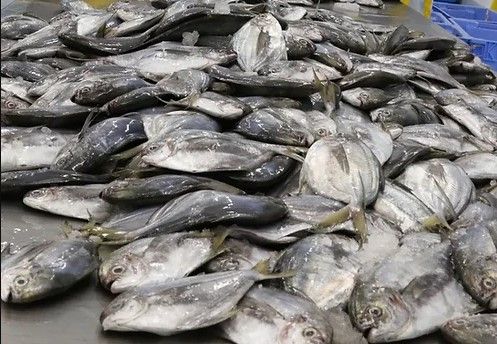 Fresh Butterfish from Ecuador supplied by Degfer Group - As per customer's request Frozen Butterfish