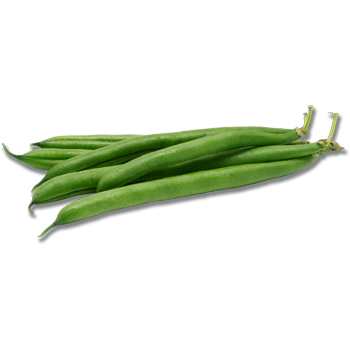 Green Bean from 네덜란드 supplied by FV SeleQt - Green Bean 말린 일반 콩