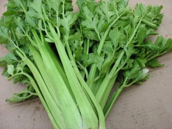 Fresh Celery from 이스라엘 supplied by Zinger Organic - Green 신선 셀러리
