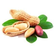 Groundnut from 나이지리아 supplied by Greenweb International Resources Limited - Shelled (=Kernel) 땅콩 알맹이