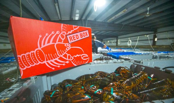 Fresh Lobster from United States supplied by Island Seafood - American Lobster (=Homarus americanus=Atlantic Lobster=Maine Lobster=Northern Lobster=Canadian Lobster) Fresh Common Lobster