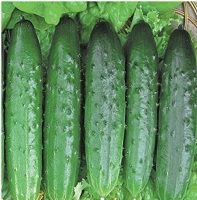 Cucumber from 러시아 supplied by LLC Prigorodniy - Green 신선 오이