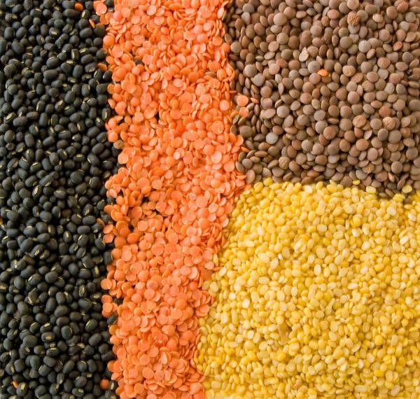 Lentil from 스페인 supplied by ALBAGA SAT Nº 6.200 - Dried (=Dehydrated) 말린 렌틸