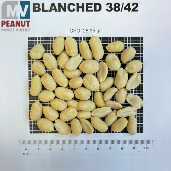 BLANCHED 38/42 40/50 from 아르헨티나 supplied by MOREL VULLIEZ SA - 원물 생땅콩