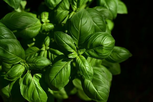 Basil from 케냐 supplied by Sigrut Farms International Ltd - 바질