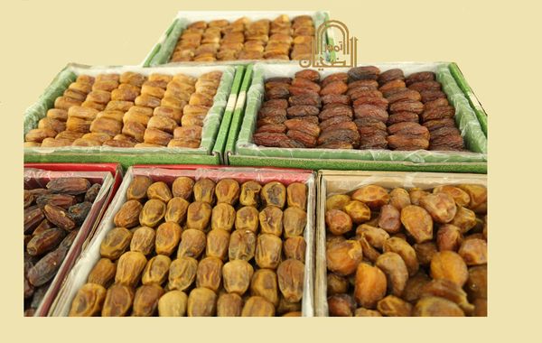 Dried Date from United Arab Emirates supplied by Al Duhyan Dates - Dried Fresh Date