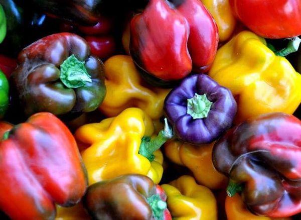 Sweet Peppers from United States supplied by ALVAREZ ORGANIC FARMS - Mixed - Red & Green Fresh Bell Pepper