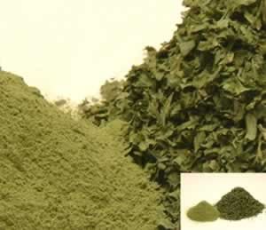 Parsley from 이집트 supplied by EL WADI EXPORT AND IMPORT - 파슬리