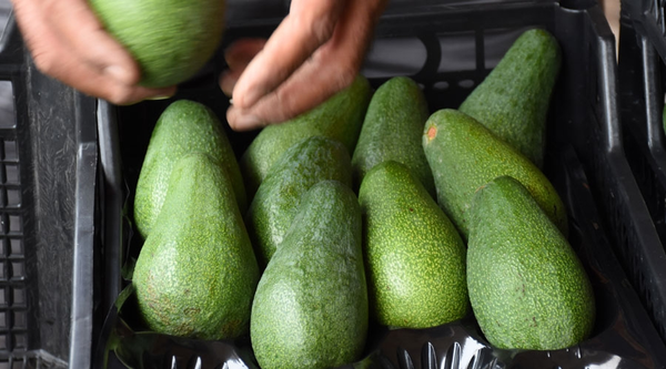 Avocado from Turkiye supplied by SARP AJANS - 203-243 g Fresh Avocado