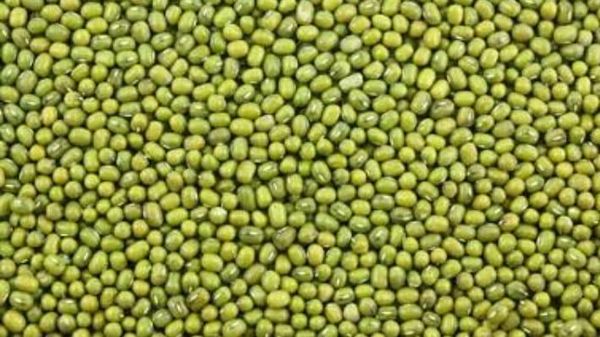 Green gram from 케냐 supplied by Mina Global Foods Supplies LLC - Double Sortex 말린 녹두