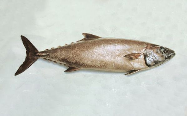 Frozen Oilfish from 에콰도르 supplied by PACFISH S.A. - Fresh (=Chilled=Raw) 냉동 어유